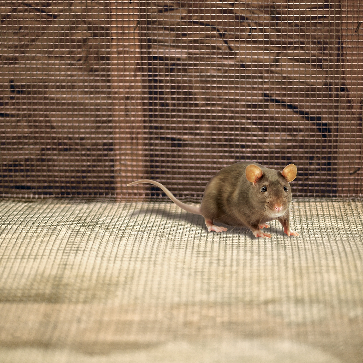 Garden Craft 24" x 5' Galvanized Hardware Cloth Fence, 1/8" Square - Image 4