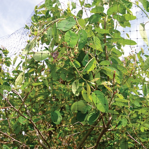 Quest Better Barrier Bird Netting 14 feet x 14 feet - Image 2